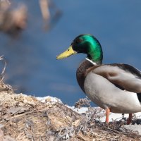 В поиске подруги. :: Владимир Безбородов