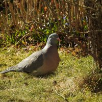 весенние зарисовки :: ИННА ПОРОХОВА