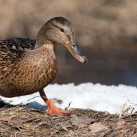 **** :: Владимир Безбородов