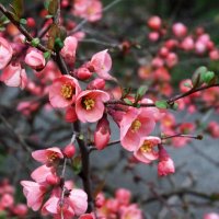 Японская айва :: Валентин Семчишин Японская айва :: Валентин Семчишин