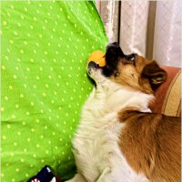 Яша с мячиком. :: Валерия Комова