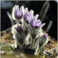 Сон трава :: Aleksandr Gal