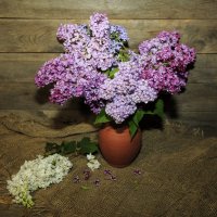 Сирень :: Владимир Гришин