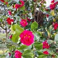 Камелия :: Tata Wolf