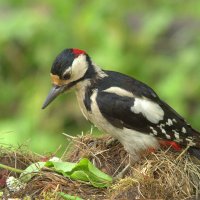 ... :: Вячеслав Минаев