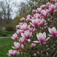 Магнолия :: Ольга 