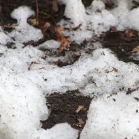 Серенада уходящего снега :: олег свирский 