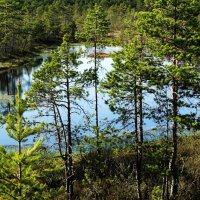 Голубая лагуна на болоте Виру :: Aida10