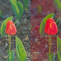 Тест гелевых накладок на вспышку :: Giant Tao /