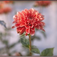 Георгин  осенний. :: Лилия *