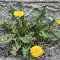 Первые одуванчики у дома на солнышке. :: Татьяна Первые одуванчики у дома на солнышке. :: Татьяна