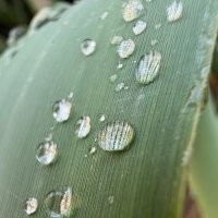 Травинка :: Александр Деревяшкин