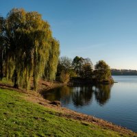 Ива в ноябре... :: Николай Гирш