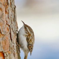 пищуха... :: Andrey Bragin 