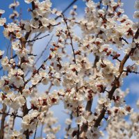 Год назад в это время в апреле :: Татьяна Машошина