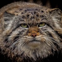 манул :: Аркадий Лаптенко