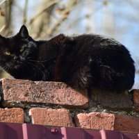 котэ :: Константин Сафронов