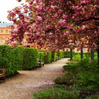 В графском парке сакура цветёт :: Юрий. Шмаков