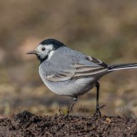 Трясогузка белая. :: Николай Ловец