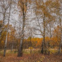 На опушке... :: Владимир Жданов