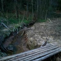 В лесу :: Андрей Л. В.