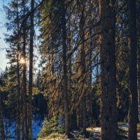 В весеннем лесу :: Сергей 