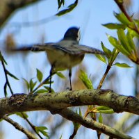 Полетела весне навстречу :: Александр Чеботарь