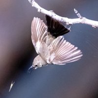 Догоню :: Адик Гольдфарб