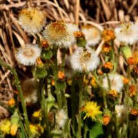 *** :: Павленко Михаил 