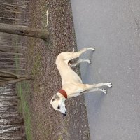 Друг человека :: Андрей Лукьянов