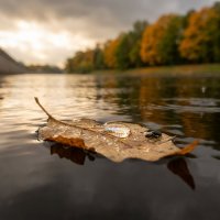 Листочек на воде :: Лилия 