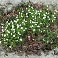 Анемоны :: Veera V