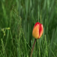 Тюльпан :: Игорь Сикорский