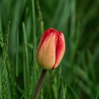 Тюльпан :: Игорь Сикорский