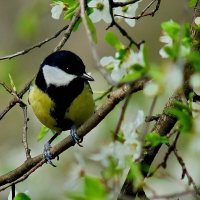 Весна пришла... :: Николай Саржанов Весна пришла... :: Николай Саржанов