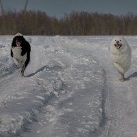 Кто быстрее? :: alex graf