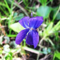 Садовая фиалочка :: Людмила Смородинская