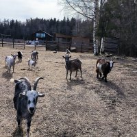 Идет коза рогатая... :: Ольга 