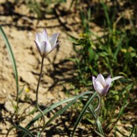 Тюльпаны Мангыстау :: Анатолий Чикчирный