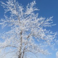 принарядилось :: Елена Шаламова