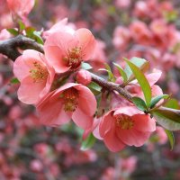 Веточка японской айвы :: Валентин Семчишин