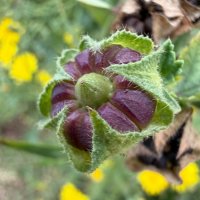 А вот и сами калачики :: Александр Деревяшкин
