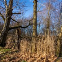 У старых берёз... :: Николай Гирш