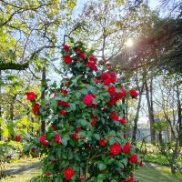 Камелия :: Tata Wolf