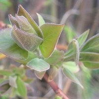 Молодые листья :: Елена Семигина