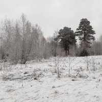 И снова выпал снег... :: Галина Минчук