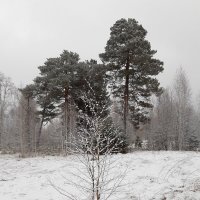 И снова выпал снег... :: Галина Минчук