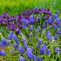 Ирисы и мускарики :: Татьяна Пальчикова