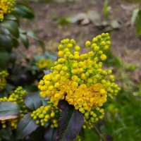 Цветение :: Татьяна Пальчикова