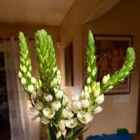 Букет птицемлечника звезды Вифлеема :: Елена 